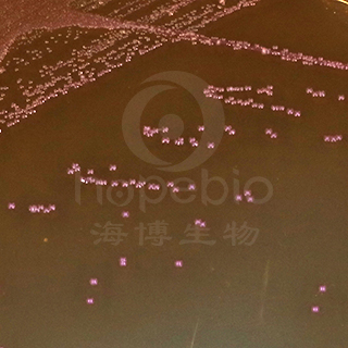 肠球 菌显色培养基