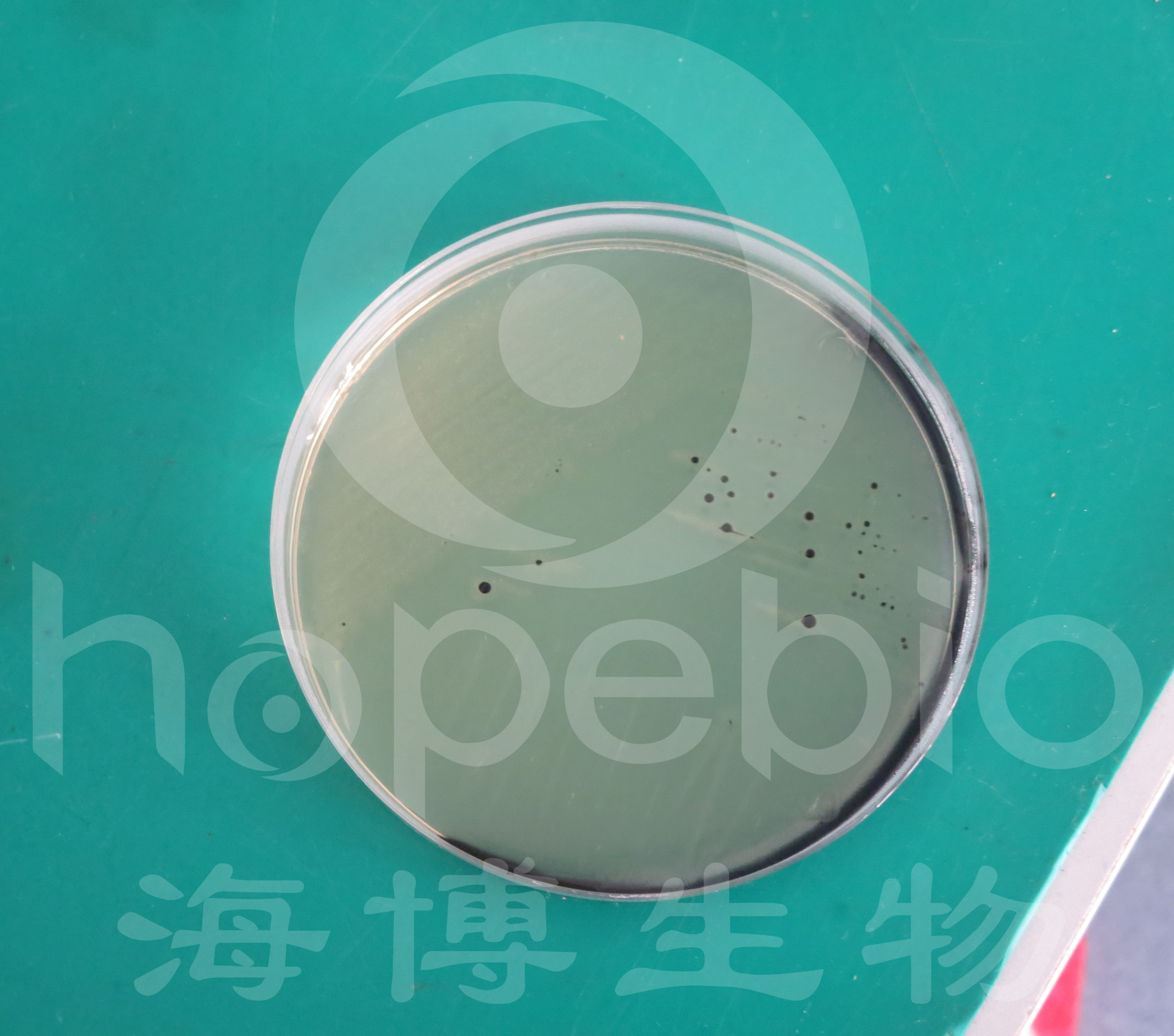 sc琼脂培养基的原理和实验现象