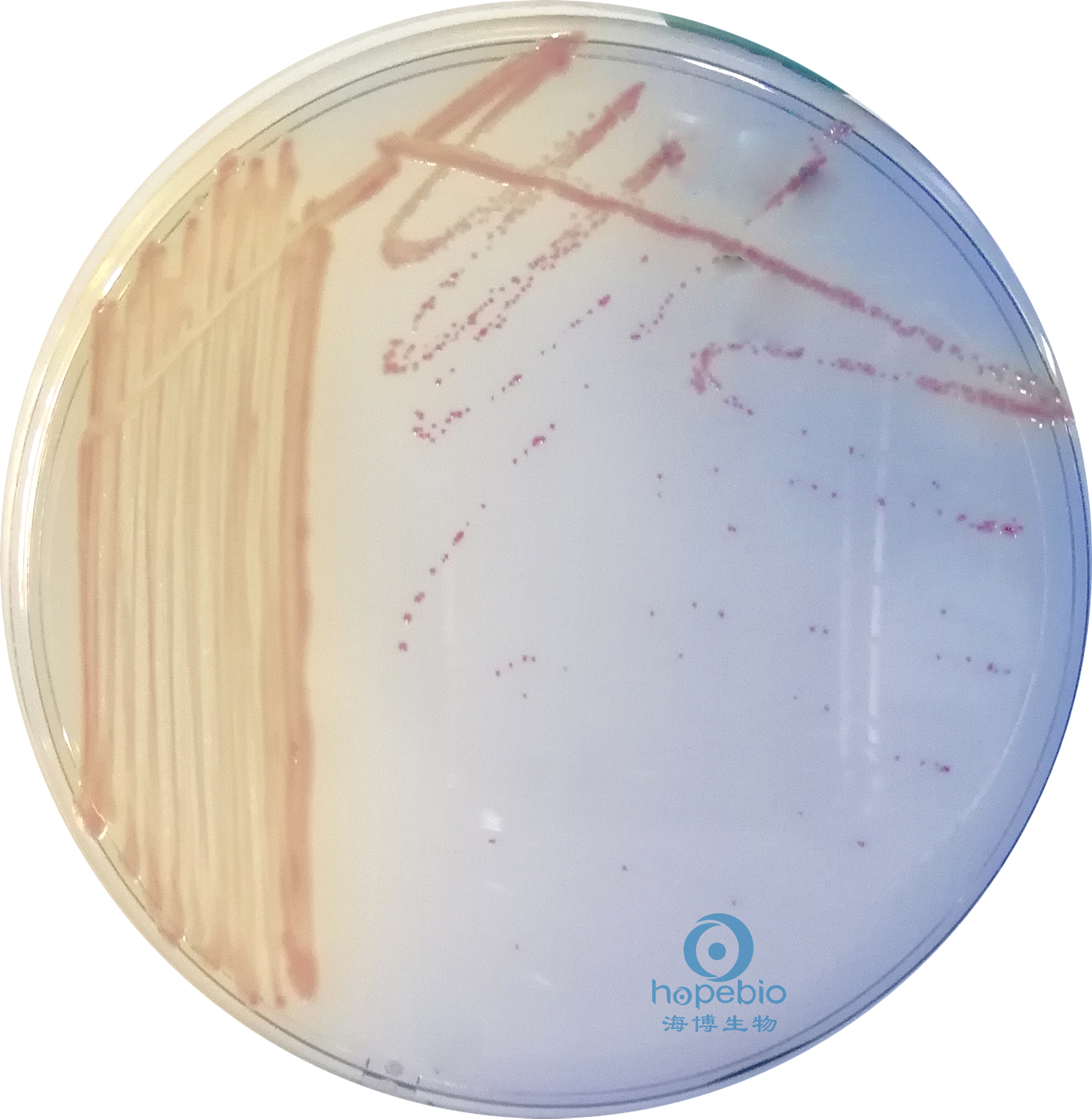 样品经mec n肉汤增菌后,划线接种于大肠埃希氏菌o157显色琼脂平板上
