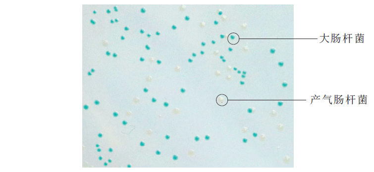大肠杆菌在胰蛋白胨胆盐X-葡糖苷酸(TBX）琼脂的典型特征