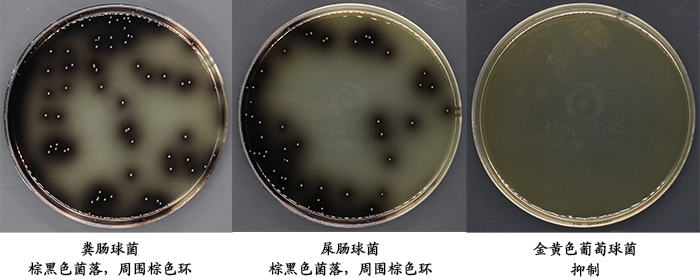 不同细菌在pfizer肠球菌选择性培养基(pse琼脂)上的生长特征.