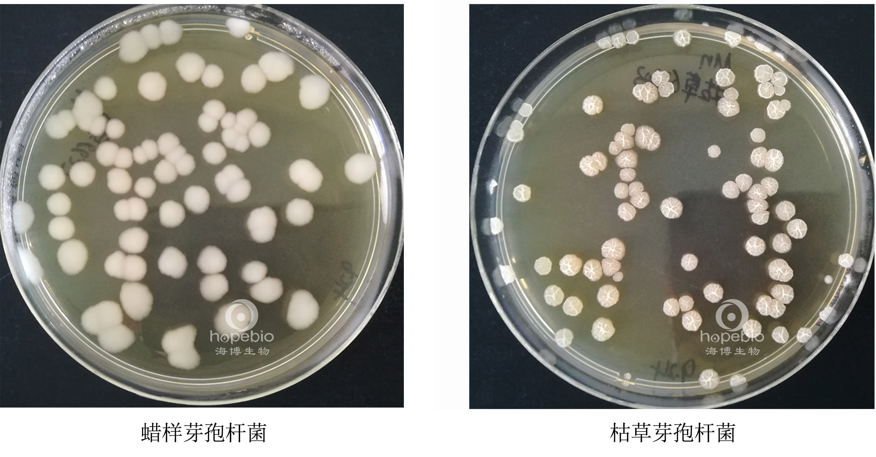 枯草芽孢杆菌菌落颜色图片