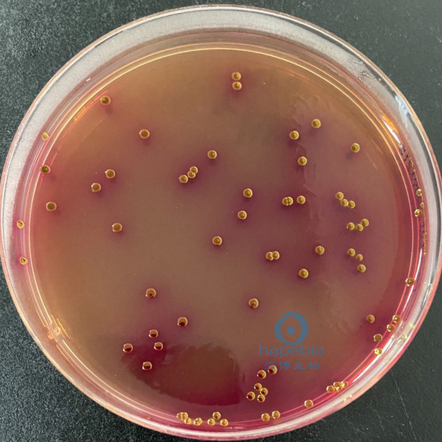 稍有金属光泽鼠伤寒沙门氏菌atcc 14028橙红色菌落粪肠球菌atcc 29212