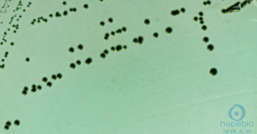 ͸˺ɳϾCMCC50093  ʻɫ޽