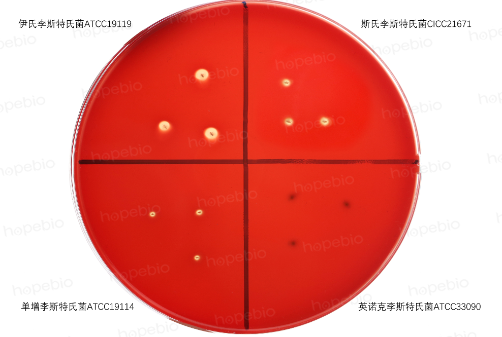 产气荚膜梭菌血平板图片