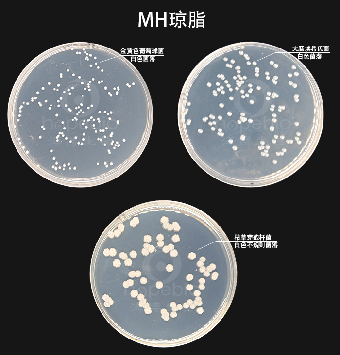 白葡萄球菌菌落图片